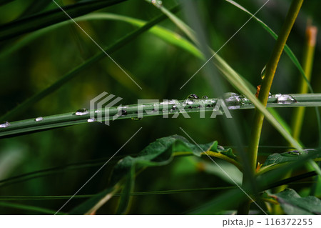 A close up view of a plant with droplets of water on its surface A close up view of a plant with droplets of water on its surface 116372255