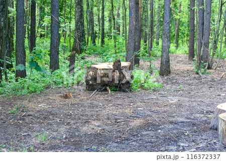 A stump from a large felled tree in a clearing. A stump from a large felled tree in a clearing. 116372337