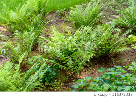 Fern bushes in the shady part of the park. Fern bushes in the shady part of the park. 116372338