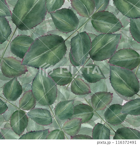 Seamless green leaves pattern. Garden rose leaf. Watercolor illustration. Ideal for backgrounds, fabric prints, and nature themed project. botanical, fresh, tropical. Dense vibrant and natural texture 116372491