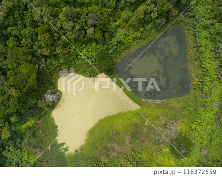 Green swamp in jungle 116372559