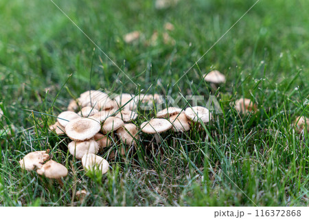 A group of white mushrooms grow in a patch of green grass 116372868