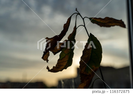 Leaves silhouetted against a cloudy sunset sky 116372875