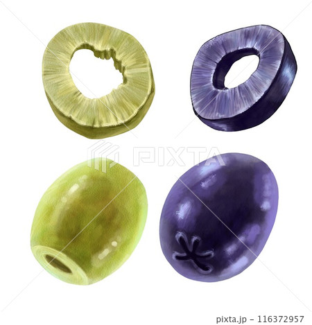 Detailed illustration of two whole olives and two olive slices in green and black varieties can be used for nutrition labels, health food stores, design recipes, menus, farming, and gardening 116372957