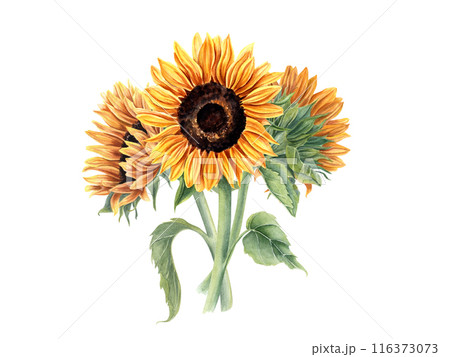 Bouquet with three beautiful sunflowers. Yellow orange summer flowers on stem with leaves. Flower head, bud. Field wildflowers. Watercolor illustration isolated on white background. 116373073