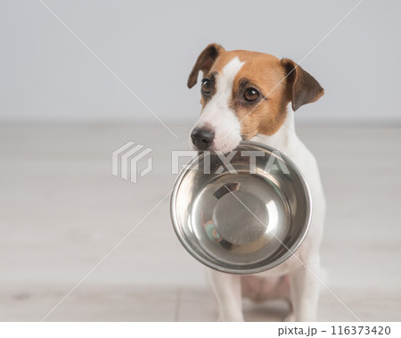 Portrait of a Jack Russell Terrier dog holding an empty bowl. Portrait of a Jack Russell Terrier dog holding an empty bowl. 116373420