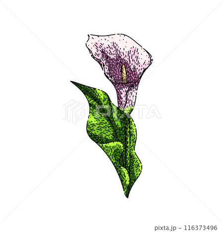 bouquet calla lily sketch hand drawn vector bouquet calla lily sketch hand drawn vector 116373496