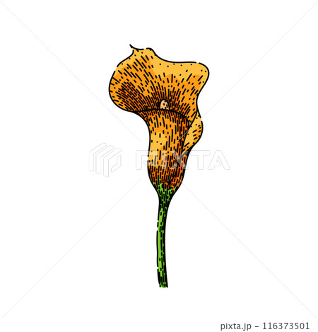 summer calla lily sketch hand drawn vector summer calla lily sketch hand drawn vector 116373501
