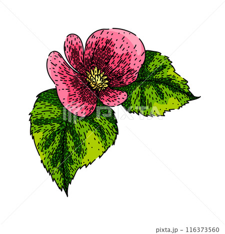 flower begonia sketch hand drawn vector 116373560