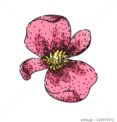 plant begonia sketch hand drawn vector plant begonia sketch hand drawn vector 116373572