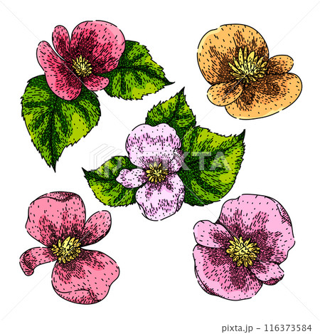 begonia set sketch hand drawn vector 116373584