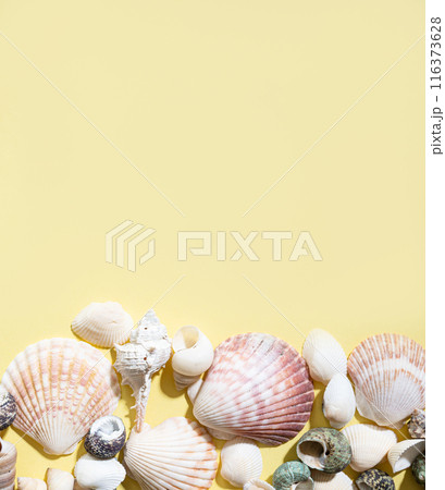 Seashells on a bright yellow background. The concept of summer holidays. Top view and copy space Seashells on a bright yellow background. The concept of summer holidays. Top view and copy space 116373628