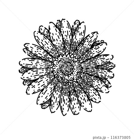 floral gerbera daisy sketch hand drawn vector floral gerbera daisy sketch hand drawn vector 116373805