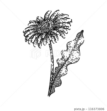 spring gerbera daisy sketch hand drawn vector 116373806