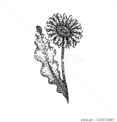 color gerbera daisy sketch hand drawn vector 116373807