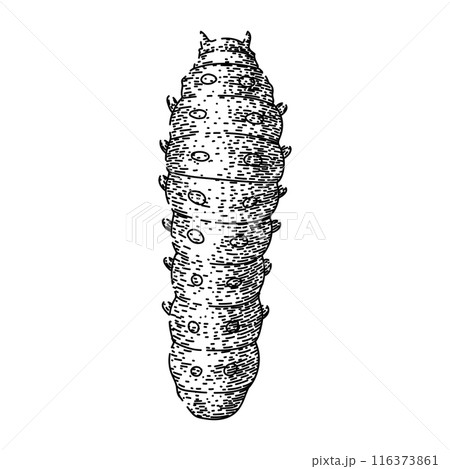 insect caterpillar sketch hand drawn vector 116373861