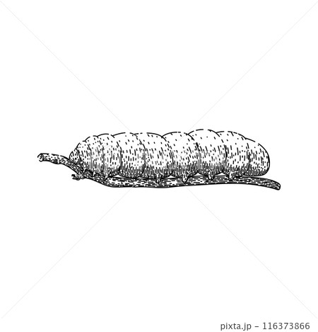butterfly caterpillar sketch hand drawn vector butterfly caterpillar sketch hand drawn vector 116373866