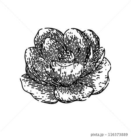leaf camellia sketch hand drawn vector 116373889