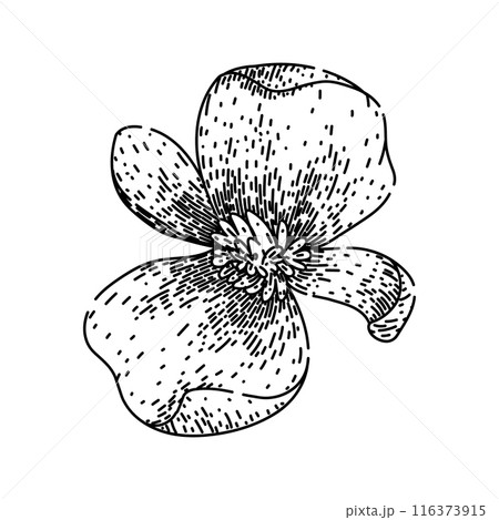 plant begonia sketch hand drawn vector plant begonia sketch hand drawn vector 116373915
