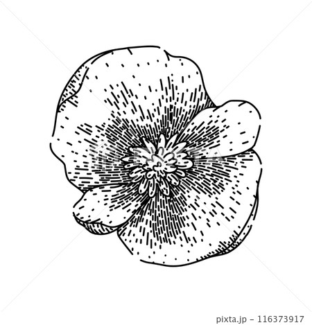 rose begonia sketch hand drawn vector rose begonia sketch hand drawn vector 116373917