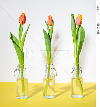 Three beautiful red yellow tulip flower in a glass bottles on a white yellow background Three beautiful red yellow tulip flower in a glass bottles on a white yellow background 116373942