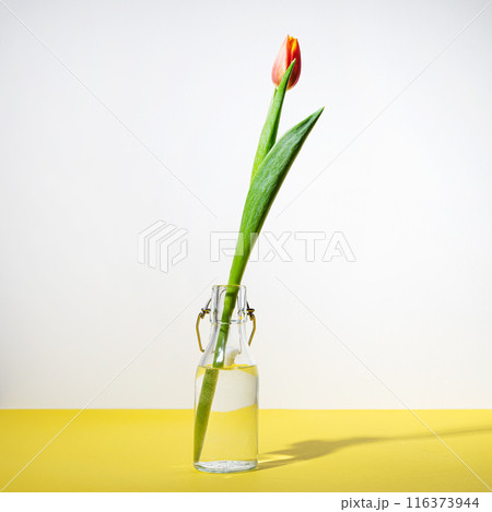 One beautiful red yellow tulip flower in a glass bottle on a white yellow background 116373944