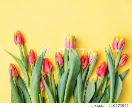 Flat lay beautiful red and yellow tulips close-up on a bright yellow background.  116373945