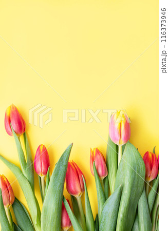 Flat lay beautiful red and yellow tulips close-up on a bright yellow background. 116373946