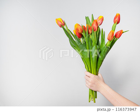 A teen is holding a beautiful bouquet of red and yellow tulips on gray background close-up. 116373947