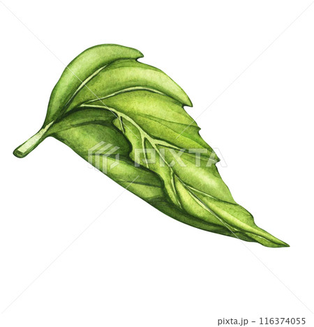 Fresh green leaves isolated on white background. Watercolor floral illustration set, green leaf branches collection. Vegan, eco, organic design element 116374055