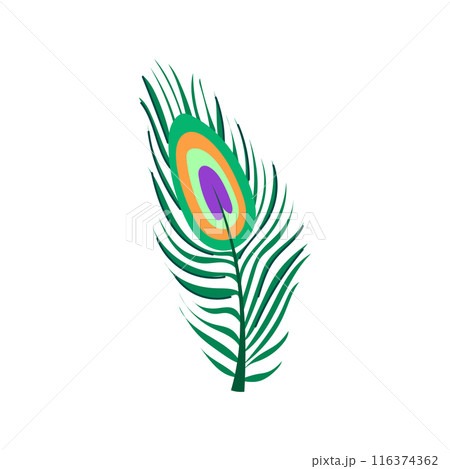wallpaper peacock feather cartoon vector illustration wallpaper peacock feather cartoon vector illustration 116374362