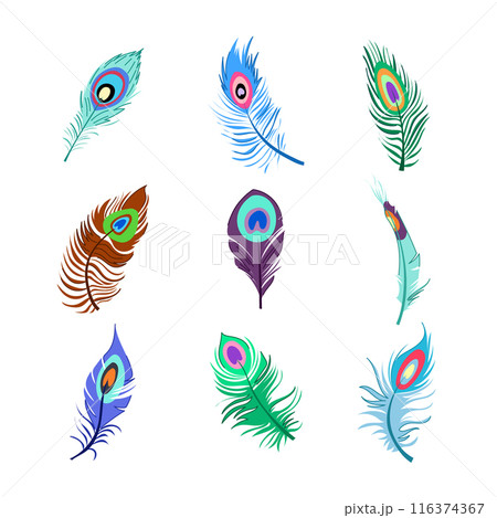 peacock feather set cartoon vector illustration peacock feather set cartoon vector illustration 116374367