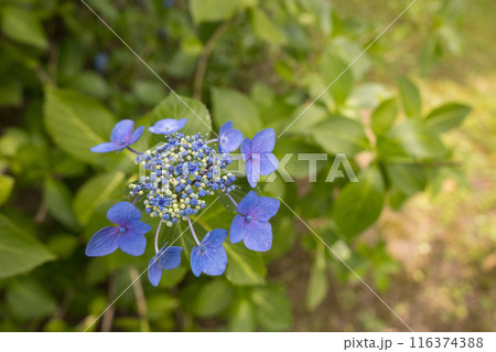 梅雨に咲く紫陽花 梅雨に咲く紫陽花 116374388