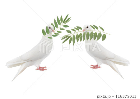 white doves with olive branch isolated on white 116375013