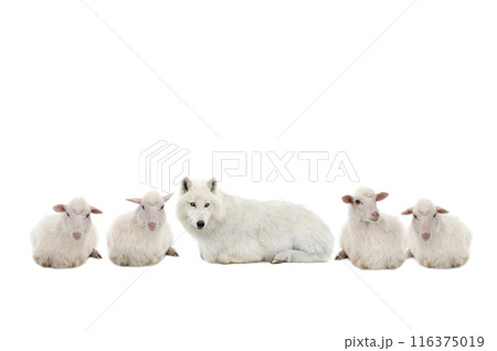 wolf in sheep's clothing with sheep isolated on white background wolf in sheep's clothing with sheep isolated on white background 116375019