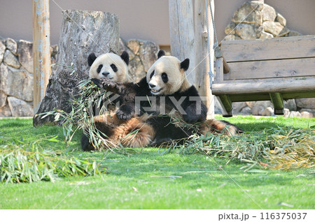 おいしそうに竹を食べる梅浜・永浜 116375037