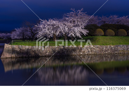 北海道函館市の春　桜満開の五稜郭公園　夜桜ライトアップ 116375069