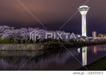 北海道函館市の春　桜満開の五稜郭公園　夜桜ライトアップ 116375071