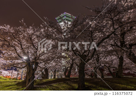 北海道函館市の春 桜満開の五稜郭公園 夜桜ライトアップ 北海道函館市の春 桜満開の五稜郭公園 夜桜ライトアップ 116375072