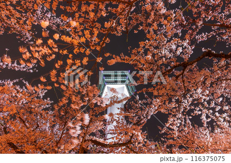 北海道函館市の春　桜満開の五稜郭公園　夜桜ライトアップ 116375075