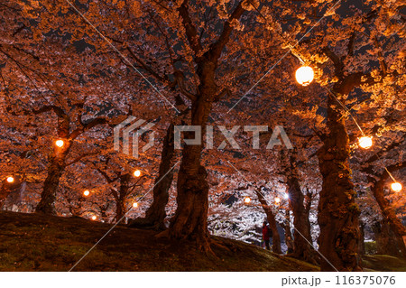 北海道函館市の春 桜満開の五稜郭公園 夜桜ライトアップ 北海道函館市の春 桜満開の五稜郭公園 夜桜ライトアップ 116375076