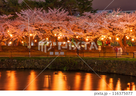 北海道函館市の春 桜満開の五稜郭公園 夜桜ライトアップ 北海道函館市の春 桜満開の五稜郭公園 夜桜ライトアップ 116375077