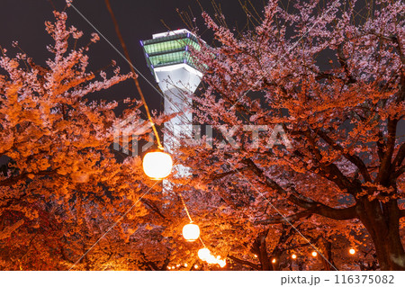 北海道函館市の春　桜満開の五稜郭公園　夜桜ライトアップ 116375082