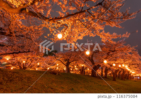 北海道函館市の春　桜満開の五稜郭公園　夜桜ライトアップ 116375084