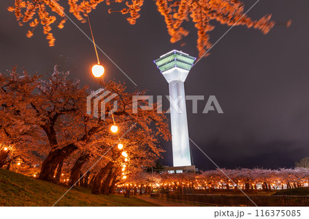 北海道函館市の春 桜満開の五稜郭公園 夜桜ライトアップ 北海道函館市の春 桜満開の五稜郭公園 夜桜ライトアップ 116375085