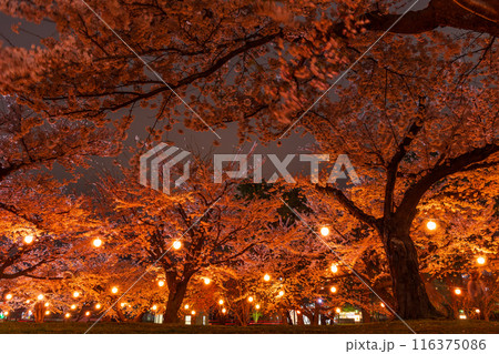 北海道函館市の春 桜満開の五稜郭公園 夜桜ライトアップ 北海道函館市の春 桜満開の五稜郭公園 夜桜ライトアップ 116375086