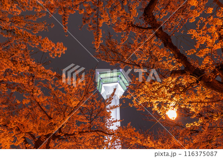 北海道函館市の春 桜満開の五稜郭公園 夜桜ライトアップ 北海道函館市の春 桜満開の五稜郭公園 夜桜ライトアップ 116375087