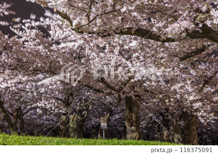 北海道函館市の春　桜満開の五稜郭公園　夜桜ライトアップ 116375091
