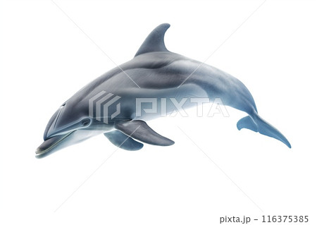 Dolphin isolated on white background 116375385