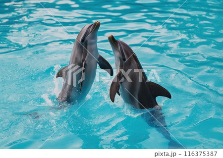 A pair of beautiful dancing dolphins in the water 116375387